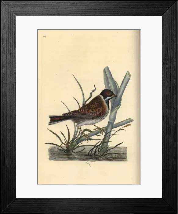 Framed Print : Reed bunting, Emberiza schoeniculus Framed Print : Reed bunting, Emberiza schoeniculus