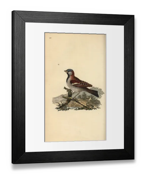 Framed Print : Common pochard or red-headed wigeon, Aythra ferina (female) Framed Print : Common pochard or red-headed wigeon, Aythra ferina (female)