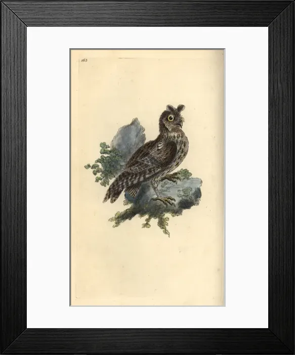 Framed Print : Smaller pencilled or Siberian eared owl, Strix pulchella Framed Print : Smaller pencilled or Siberian eared owl, Strix pulchella