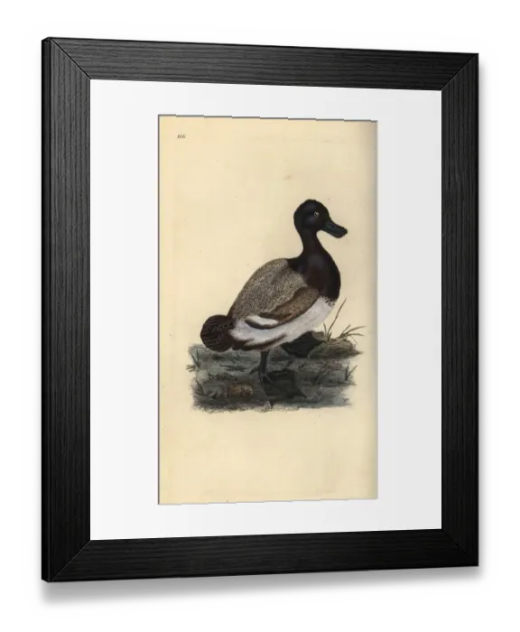 Framed Print : Greater scaup duck, Aythya marila Framed Print : Greater scaup duck, Aythya marila