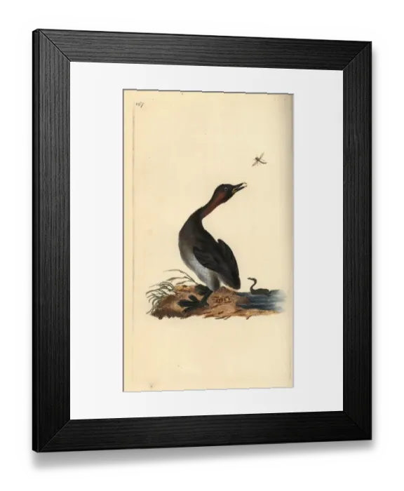 Framed Print : Black chin grebe, Podiceps hebridicus Framed Print : Black chin grebe, Podiceps hebridicus
