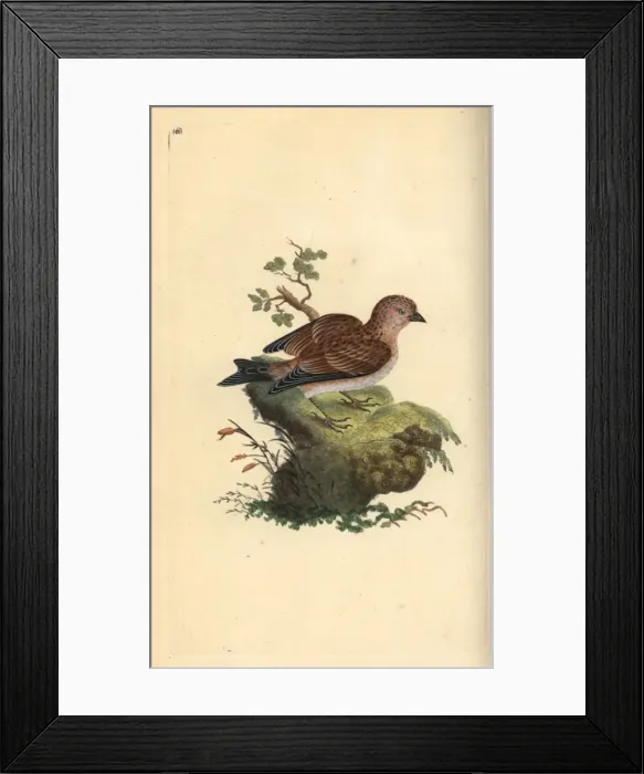 Framed Print : Dead mens fingers, Alcyonium digitatum Framed Print : Dead mens fingers, Alcyonium digitatum