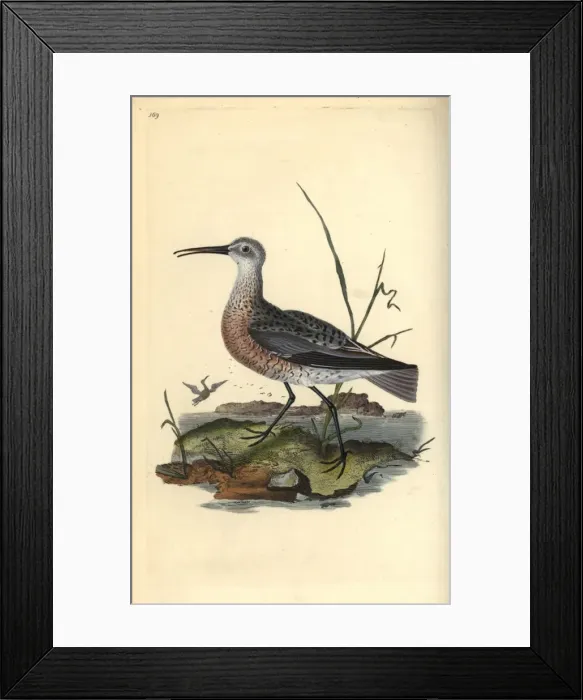 Framed Print : Pygmy or little curlew, Numenius minutus Framed Print : Pygmy or little curlew, Numenius minutus
