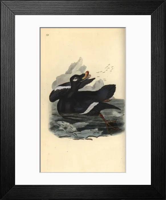 Framed Print : Velvet scoter, Melanitta fusca Framed Print : Velvet scoter, Melanitta fusca