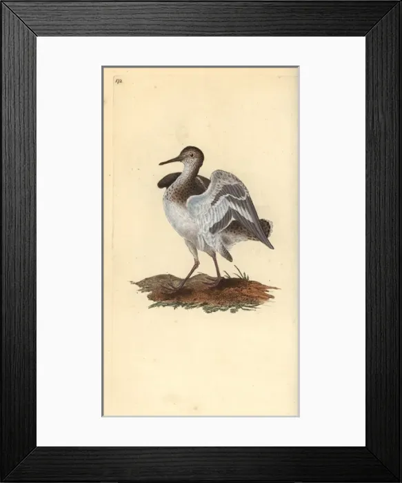 Framed Print : Common sandpiper, Actitis hypoleucos Framed Print : Common sandpiper, Actitis hypoleucos