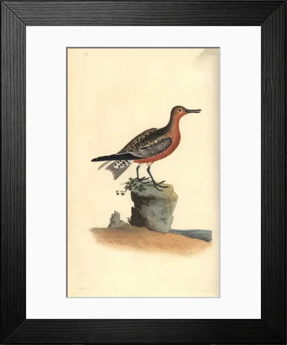 Framed Print : Red knot, Calidris canutus