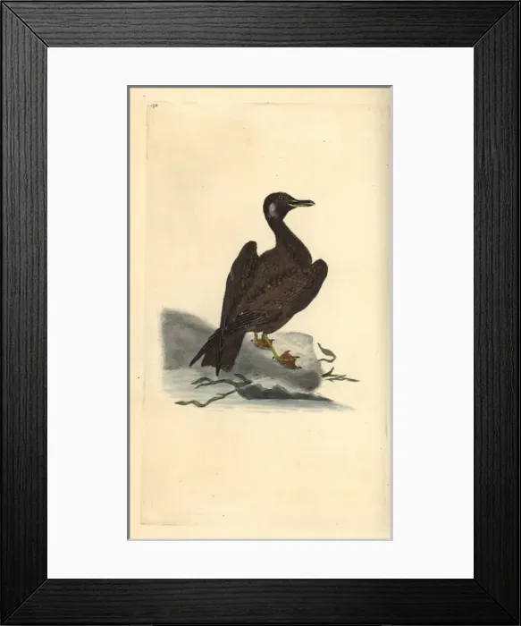 Framed Print : Black-headed gull, Chroicocephalus ridibundus Framed Print : Black-headed gull, Chroicocephalus ridibundus