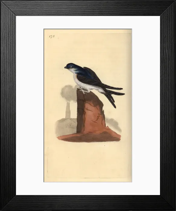 Framed Print : House martin, Delichon urbicum, perched on top of a chimney Framed Print : House martin, Delichon urbicum, perched on top of a chimney
