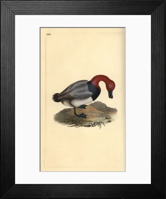 Framed Print : Common pochard or red-headed wigeon, Aythra ferina (female) Framed Print : Common pochard or red-headed wigeon, Aythra ferina (female)