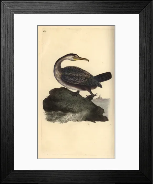 Framed Print : European shag, Phalacrocorax aristotelis Framed Print : European shag, Phalacrocorax aristotelis