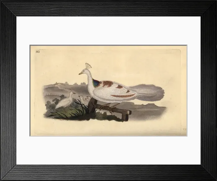 Framed Print : Pied peafowl, Pavo cristatus, female with young Framed Print : Pied peafowl, Pavo cristatus, female with young