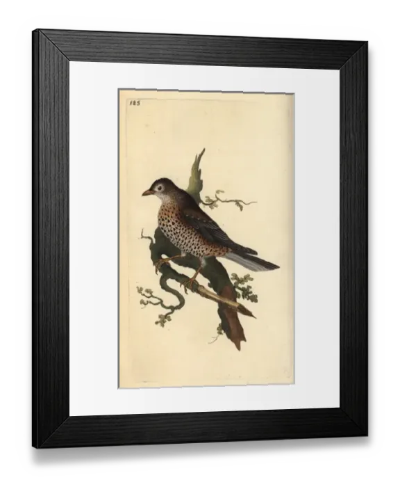 Framed Print : Mistle thrush, Turdus viscivorus Framed Print : Mistle thrush, Turdus viscivorus