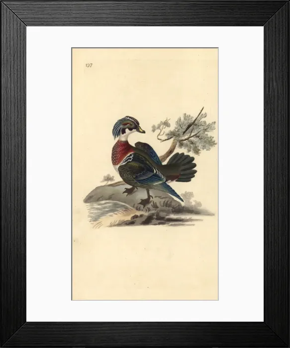 Framed Print : American wood duck, Aix sponsa Framed Print : American wood duck, Aix sponsa
