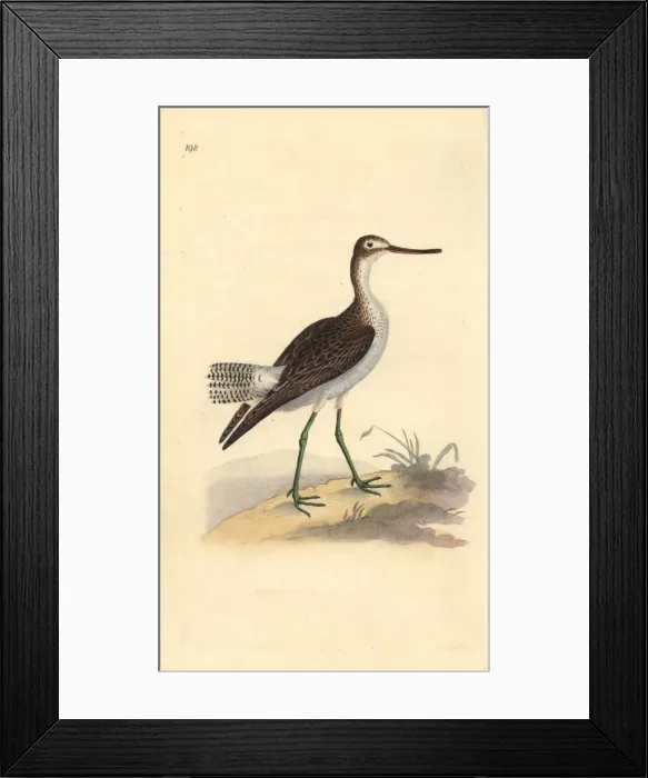 Framed Print : Common greenshank, Tringa nebularia Framed Print : Common greenshank, Tringa nebularia