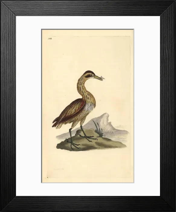 Framed Print : Great bittern, Botaurus stellaris Framed Print : Great bittern, Botaurus stellaris