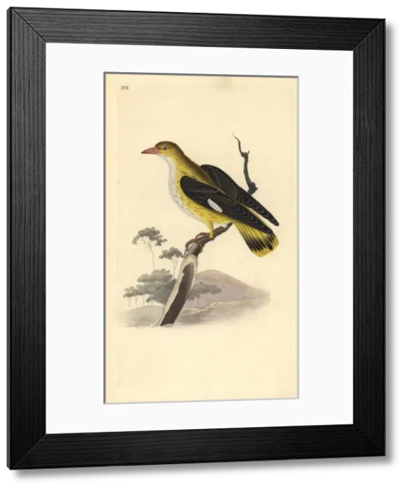 Framed Print : Golden oriole (female), Oriolus oriolus Framed Print : Golden oriole (female), Oriolus oriolus