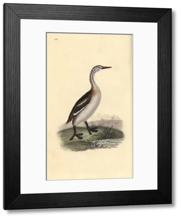 Framed Print : Bar-tailed godwit (male), Limosa lapponica Framed Print : Bar-tailed godwit (male), Limosa lapponica
