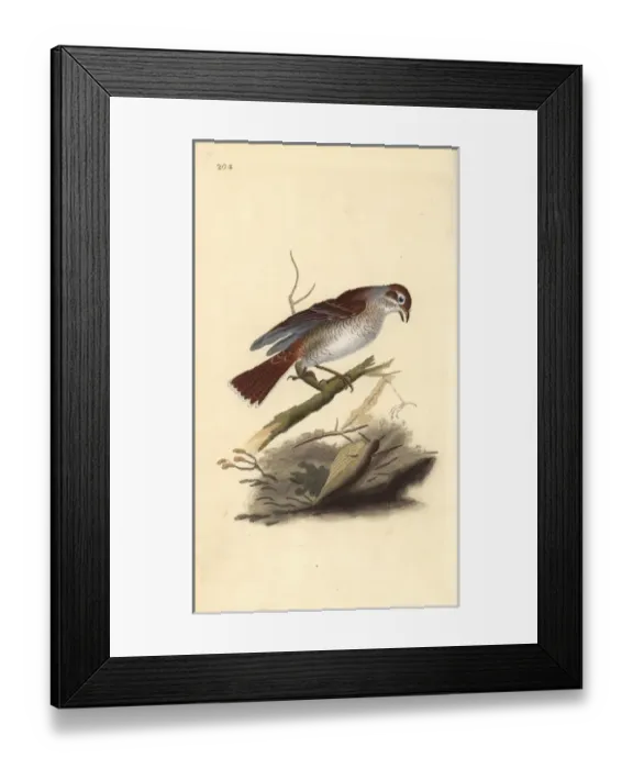 Framed Print : Red-backed shrike (female), Lanius collurio Framed Print : Red-backed shrike (female), Lanius collurio