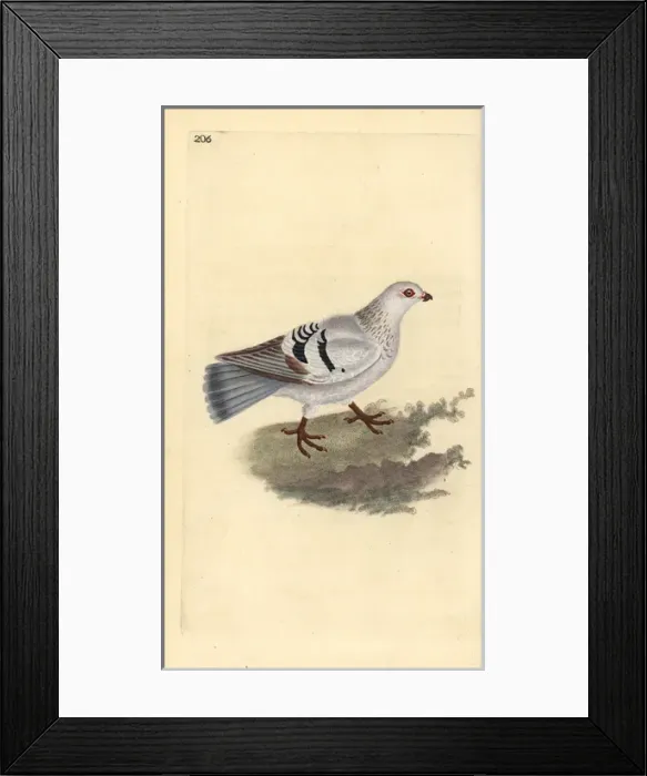 Framed Print : Domestic pigeon, Columba livia domestica Framed Print : Domestic pigeon, Columba livia domestica