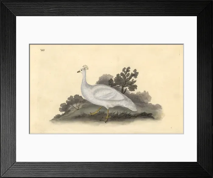 Framed Print : White crested pea-fowl (female), Pavo cristatus Framed Print : White crested pea-fowl (female), Pavo cristatus