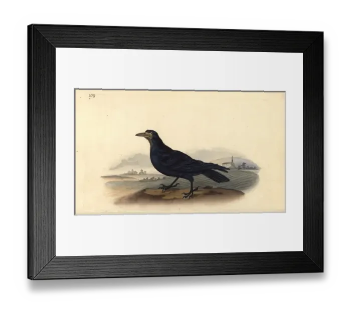 Framed Print : Rook, Corvus frugilegus Framed Print : Rook, Corvus frugilegus