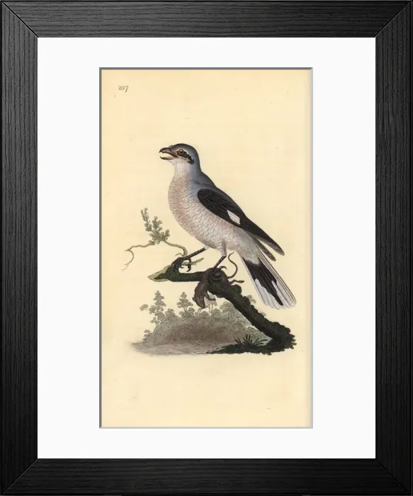Framed Print : Great grey shrike (female), Lanius excubitor Framed Print : Great grey shrike (female), Lanius excubitor
