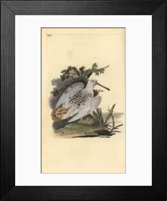 Framed Print : Eurasian pied-white woodcock, Scolopax rusticola Framed Print : Eurasian pied-white woodcock, Scolopax rusticola