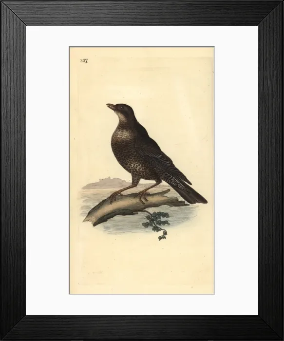 Framed Print : Muscovy duck (variant), Cairina moschata Framed Print : Muscovy duck (variant), Cairina moschata