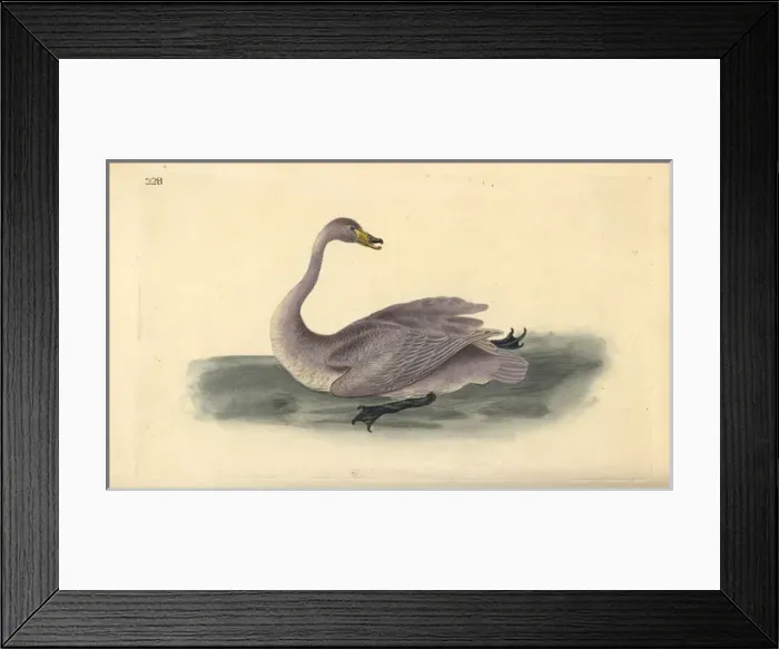 Framed Print : Wild swan (immature), Cygnus cygnus Framed Print : Wild swan (immature), Cygnus cygnus