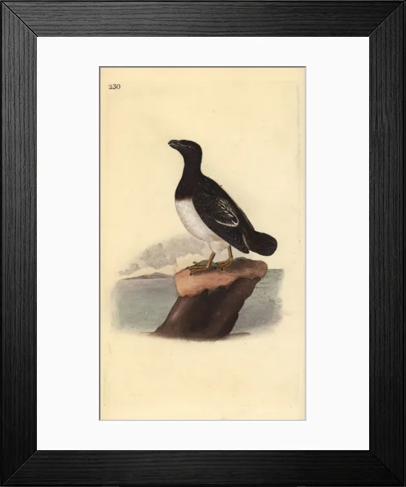 Framed Print : Little auk or Dovekie (female), Alle alle Framed Print : Little auk or Dovekie (female), Alle alle