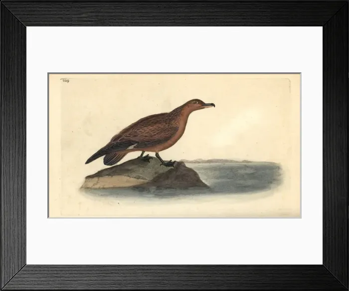 Framed Print : Great skua, Stercorarius skua Framed Print : Great skua, Stercorarius skua