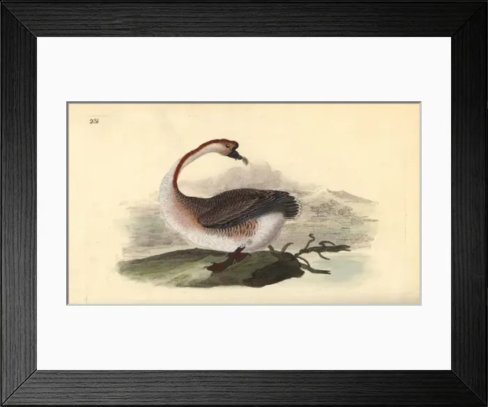 Framed Print : Swan goose, Anser cygnoides, vulnerable Framed Print : Swan goose, Anser cygnoides, vulnerable