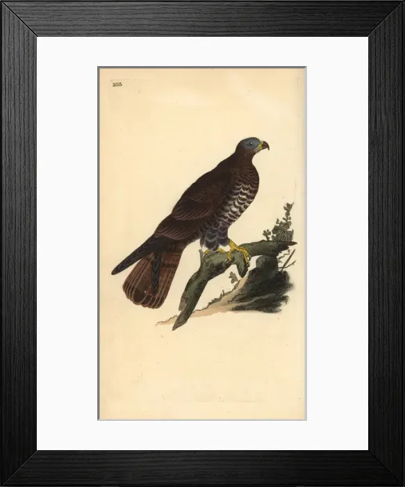 Framed Print : European honey buzzard, Pernis apivorus Framed Print : European honey buzzard, Pernis apivorus