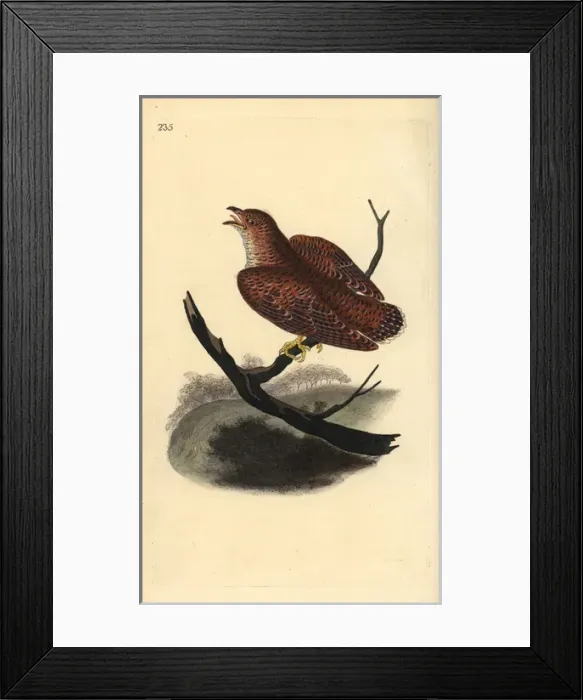 Framed Print : Common cuckoo (juvenile), Cuculus canorus Framed Print : Common cuckoo (juvenile), Cuculus canorus