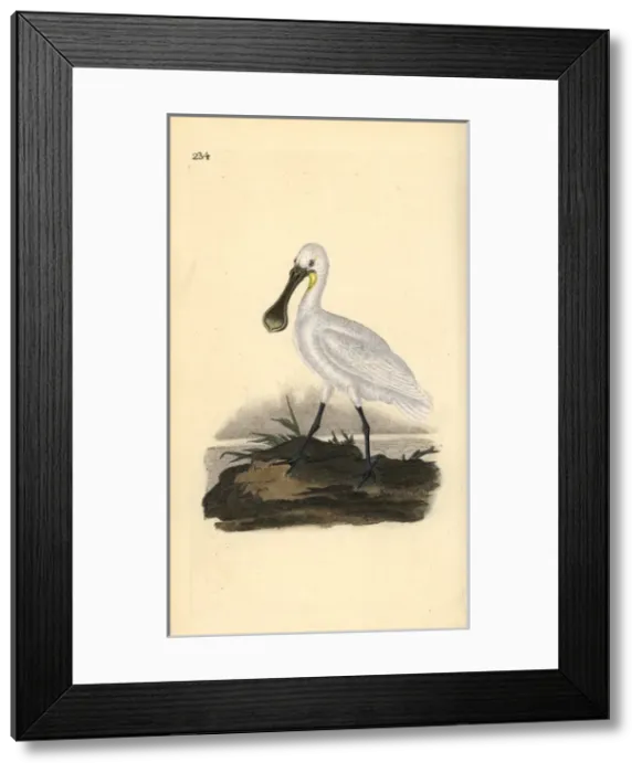 Framed Print : Eurasian or common spoonbill, Platalea leucorodia Framed Print : Eurasian or common spoonbill, Platalea leucorodia