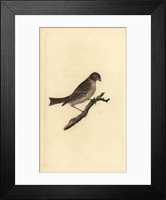 Framed Print : Corn bunting, Miliaria calandra Framed Print : Corn bunting, Miliaria calandra