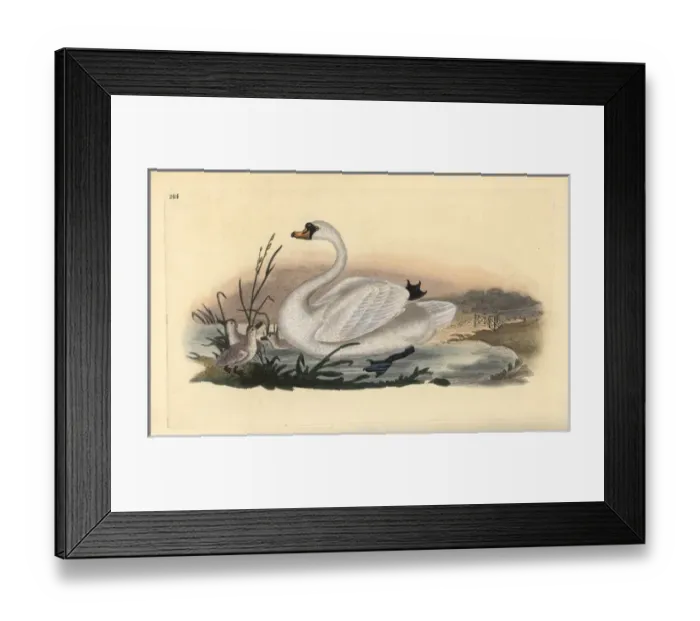 Framed Print : Mute swan, Cygnus olor, with chicks Framed Print : Mute swan, Cygnus olor, with chicks