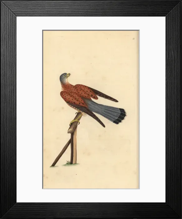 Framed Print : Common kestrel, Falco tinnunculus Framed Print : Common kestrel, Falco tinnunculus