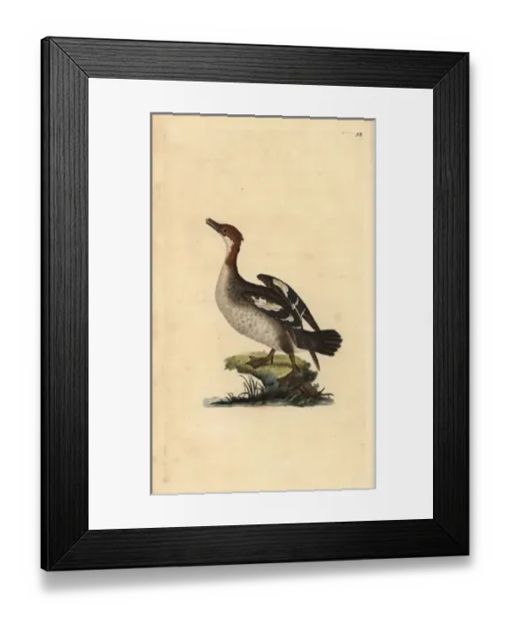Framed Print : Smew, Mergellus albellus, female Framed Print : Smew, Mergellus albellus, female