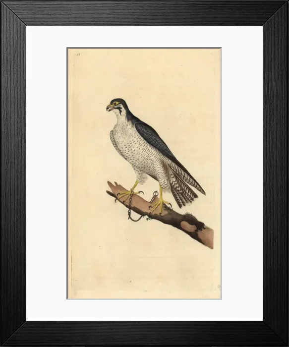 Framed Print : Peregrine falcon, Falco peregrinus, chained to a branch Framed Print : Peregrine falcon, Falco peregrinus, chained to a branch