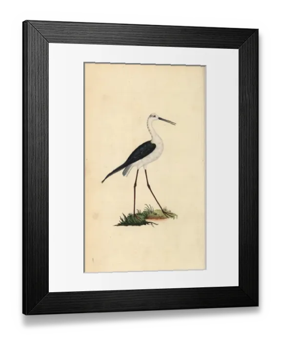 Framed Print : Common stilt, Himantopus himantopus Framed Print : Common stilt, Himantopus himantopus