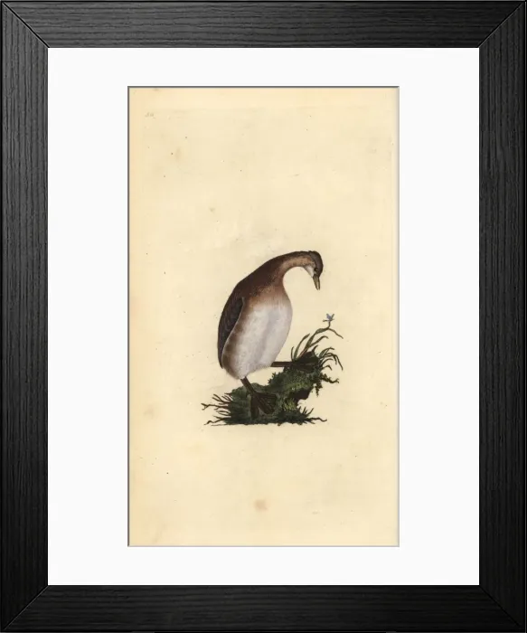 Framed Print : Little grebe, Tachybaptus ruficollis Framed Print : Little grebe, Tachybaptus ruficollis