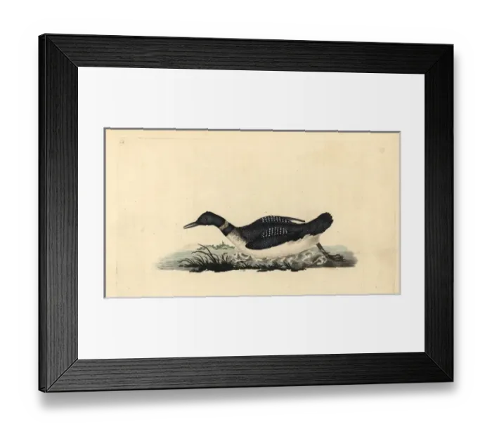 Framed Print : Great northern loon or diver, Gavia immer