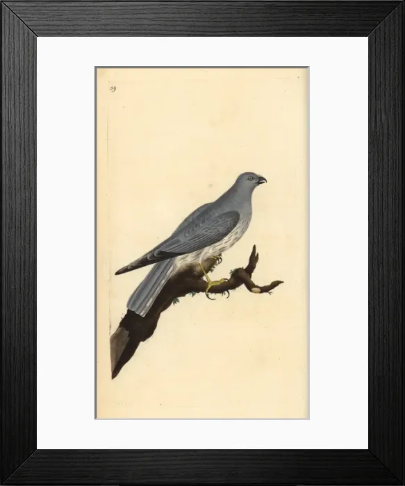 Framed Print : Hen harrier, Circus cyaneus Framed Print : Hen harrier, Circus cyaneus