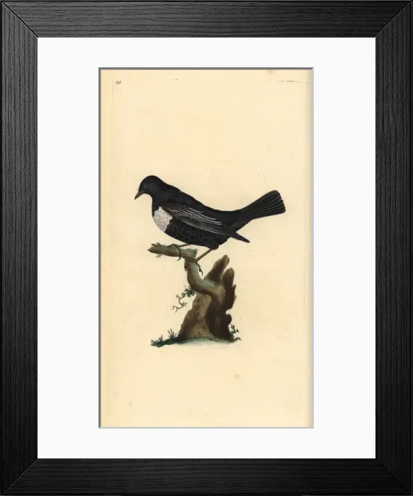 Framed Print : Ring ouzel, Turdus torquatus Framed Print : Ring ouzel, Turdus torquatus