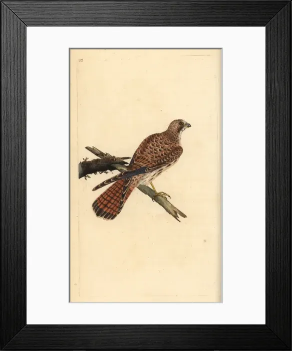Framed Print : Kestrel, Falco tinnunculus, female Framed Print : Kestrel, Falco tinnunculus, female
