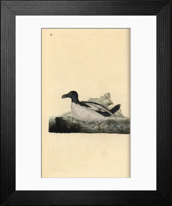 Framed Print : Sanderling, Calidris alba Framed Print : Sanderling, Calidris alba