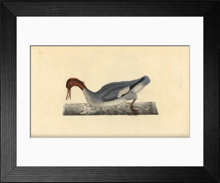 Framed Print : Goosander, Mergus merganser, female Framed Print : Goosander, Mergus merganser, female
