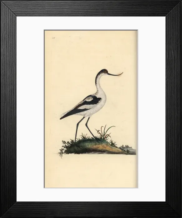 Framed Print : Pied avocet, Recurvirostra avocetta Framed Print : Pied avocet, Recurvirostra avocetta
