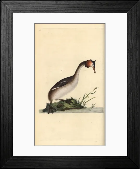 Framed Print : Great crested grebe, Podiceps cristatus Framed Print : Great crested grebe, Podiceps cristatus